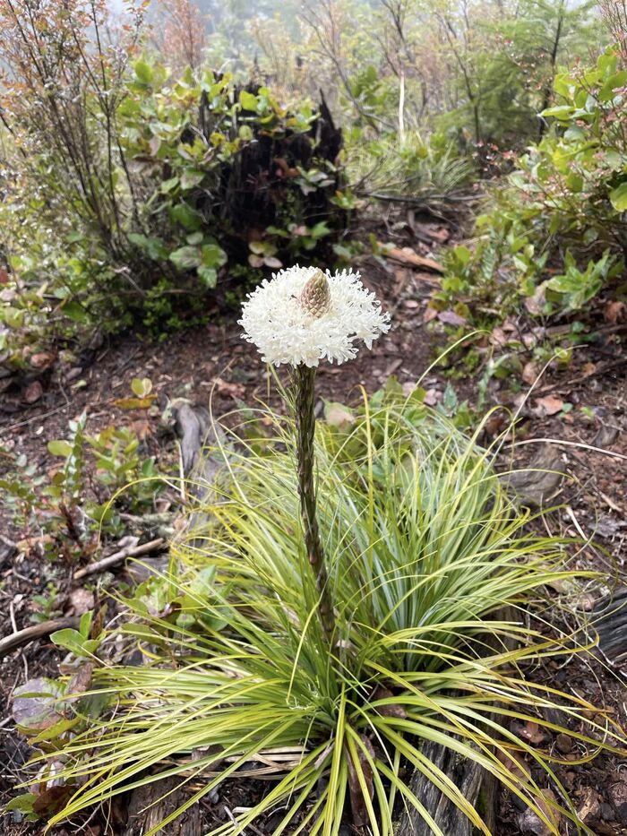  Yellowstone ,  , , , ,  