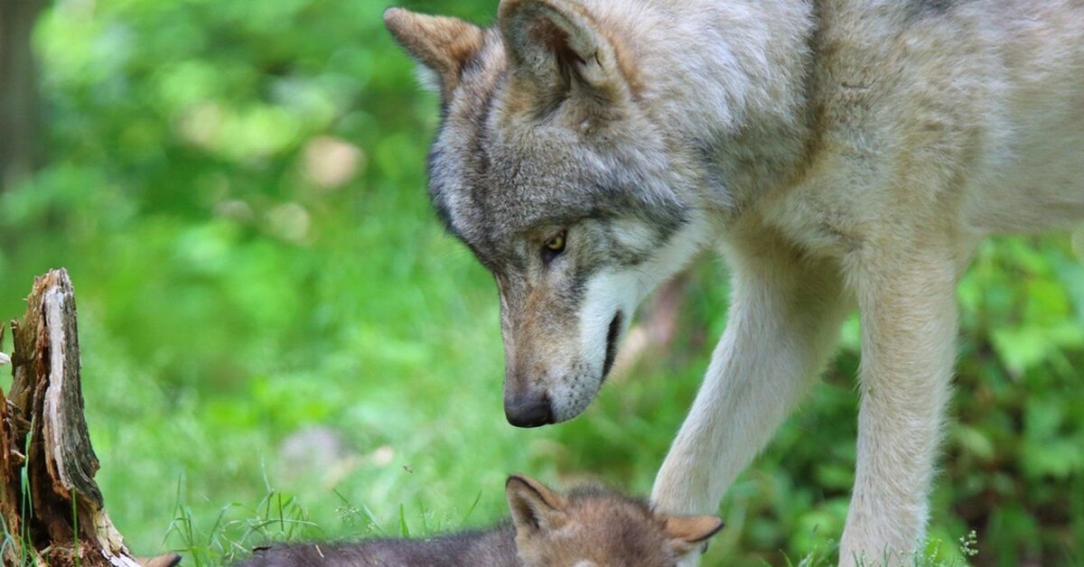 Волк детям о животных
