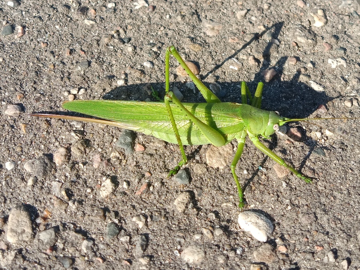 Кузнечик Зелёный (Обыкновенный), Электросталь