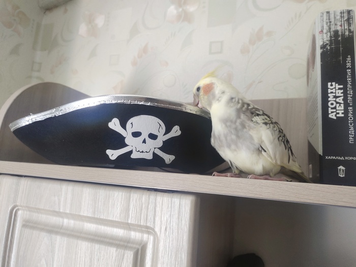 Грабь корабли, качай торренты, какай на машины