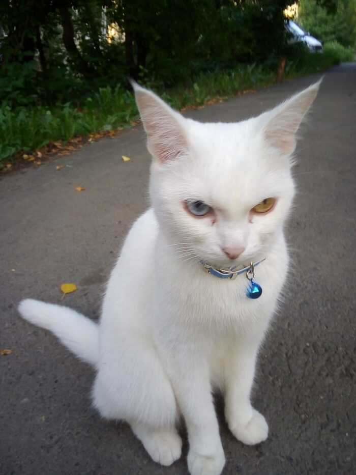 Гетерохром