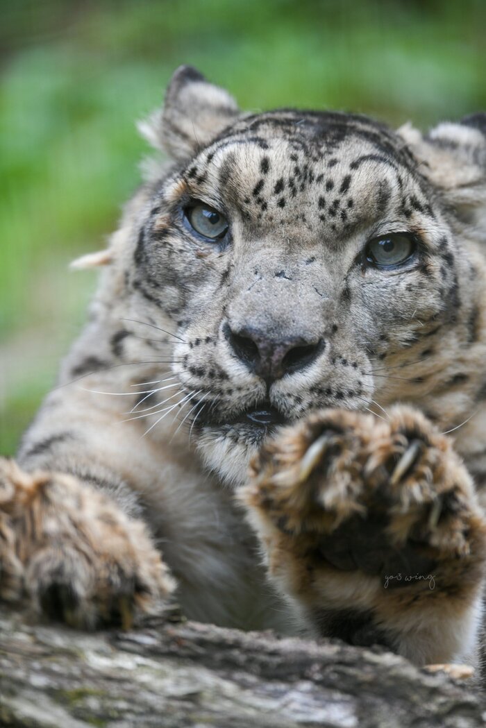 Лапки царапки