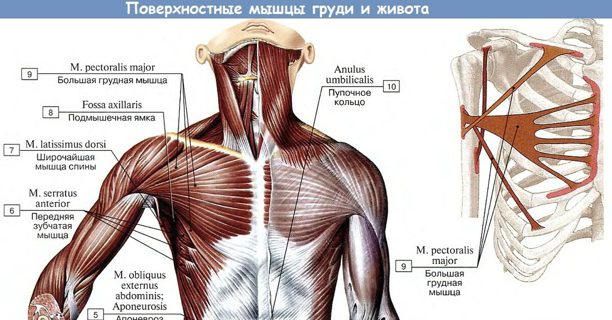 Мышцы груди схема