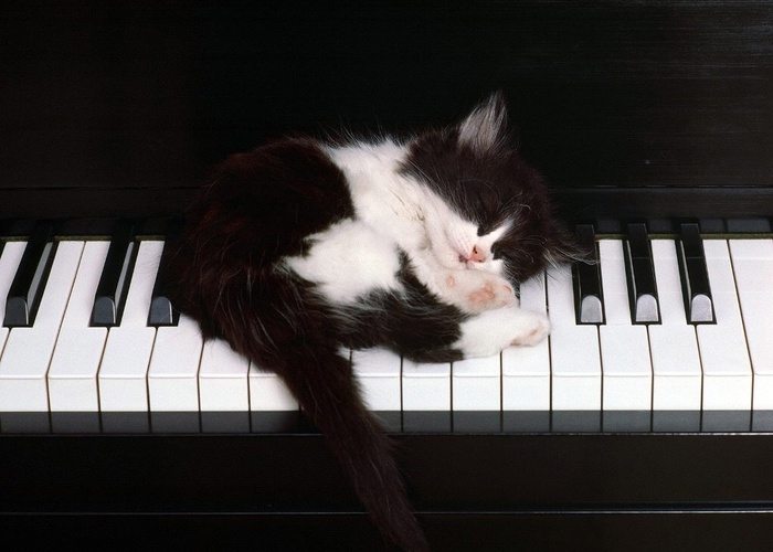 Чёрно-белая мимишность