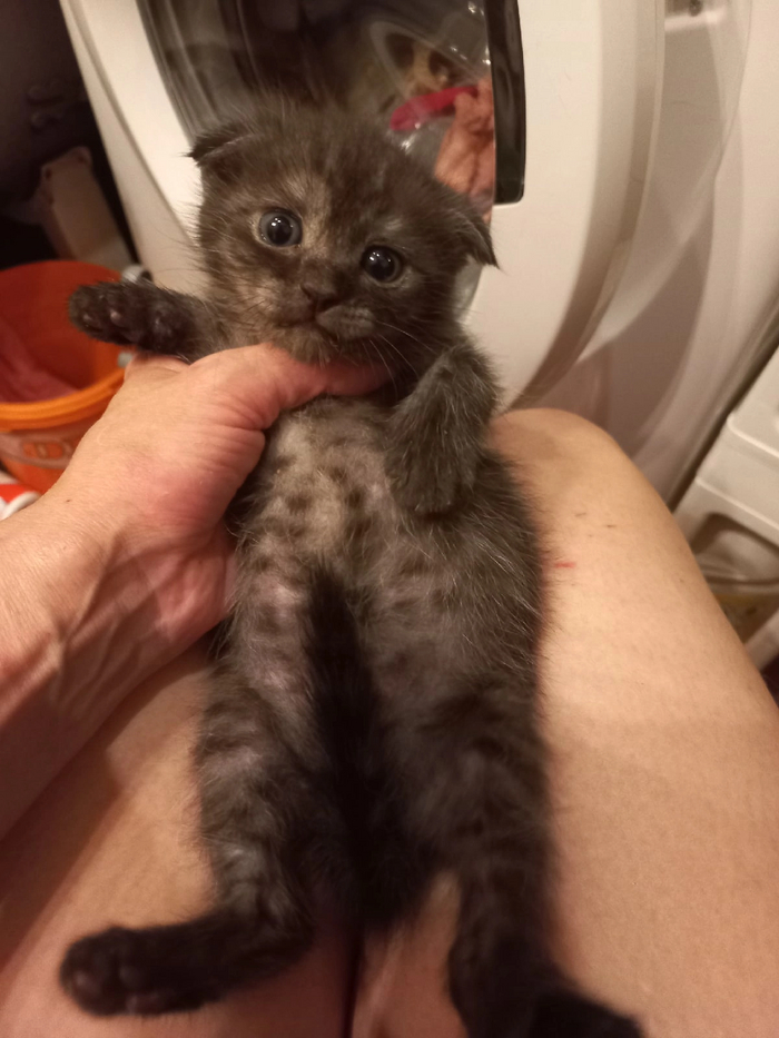 Казанские котята ищут дом Без рейтинга, Кот, Котята, Нужда, Милосердие, Приют для животных, Доброта, В добрые руки, Длиннопост