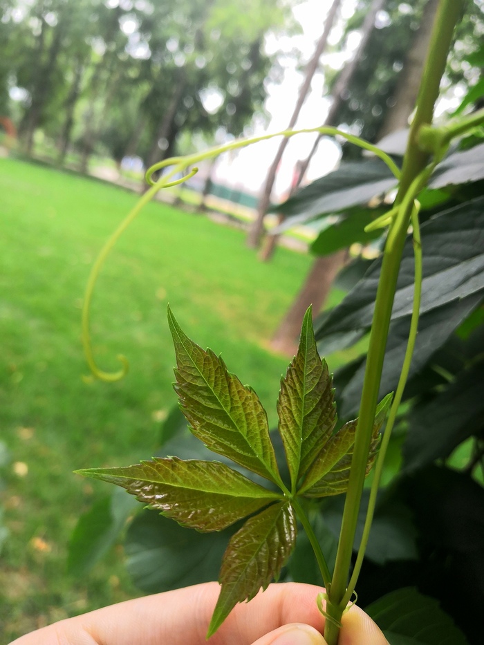 Что-то на зелёном)