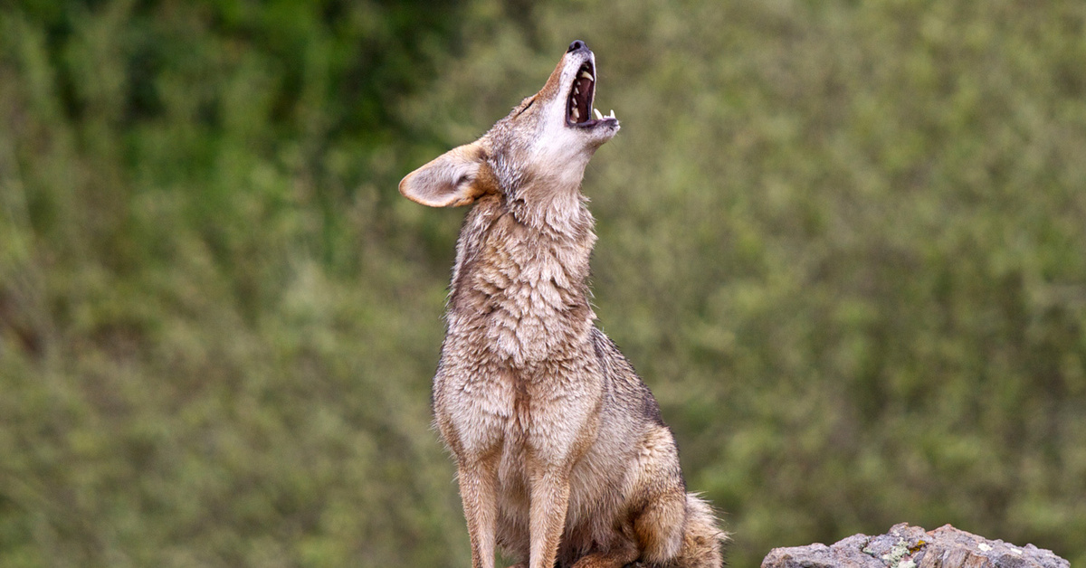 Coyote Doyenne