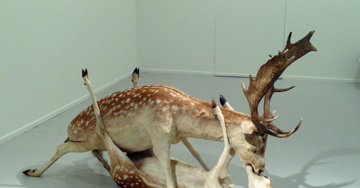 Чучела животных. Таксидермия куницы. Необычные чучела животных. Чучела животных. Чучела животных красивые.