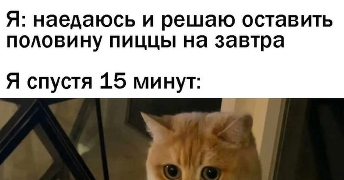 Глупая питса мем с котом Питса Пикабу