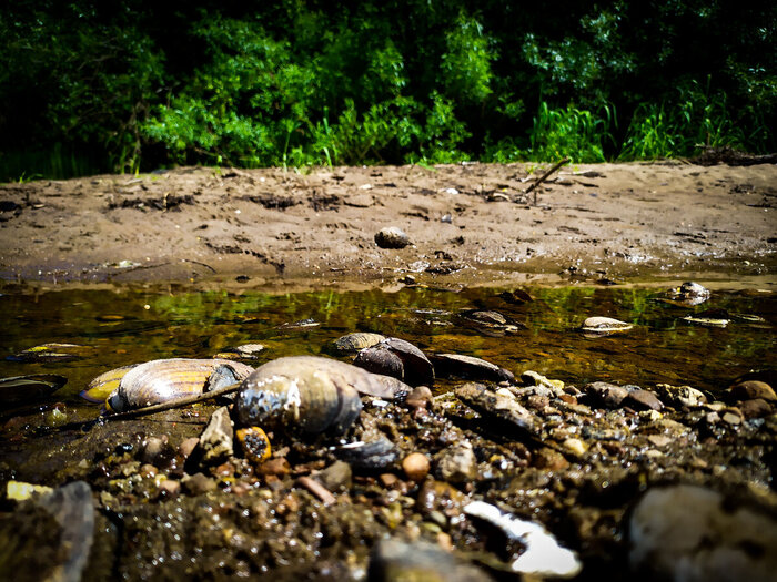 Пресноводные мидии: Съедобные ли они? Мидии, Рыбалка, Ракушки, Истории из жизни, Длиннопост