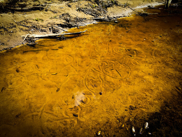 Пресноводные мидии: Съедобные ли они? Мидии, Рыбалка, Ракушки, Истории из жизни, Длиннопост