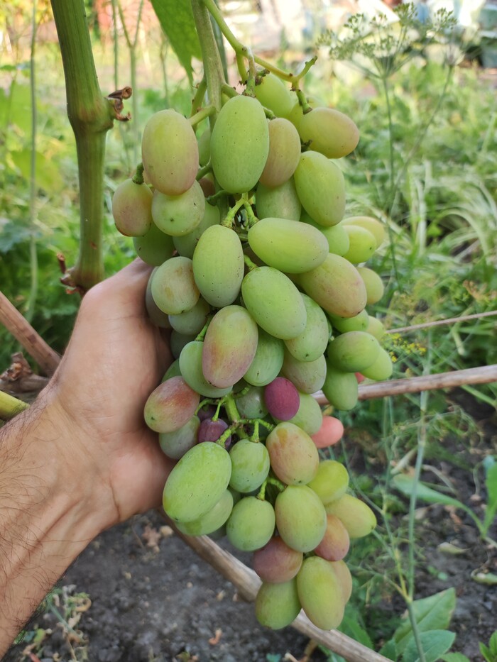 Уход за виноградом: ожоги и состояние созревания на начало августа Виноград, Виноградник, Длиннопост, Уход, Мобильная фотография