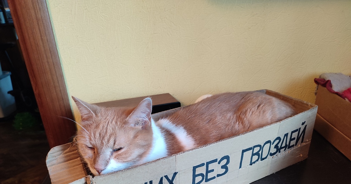 Лежанка для котов | Пикабу