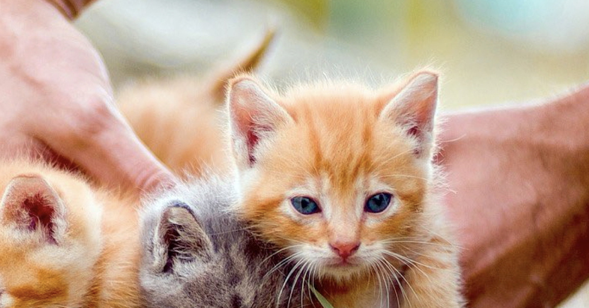 Ответ на пост «Котий бизнес» | Пикабу