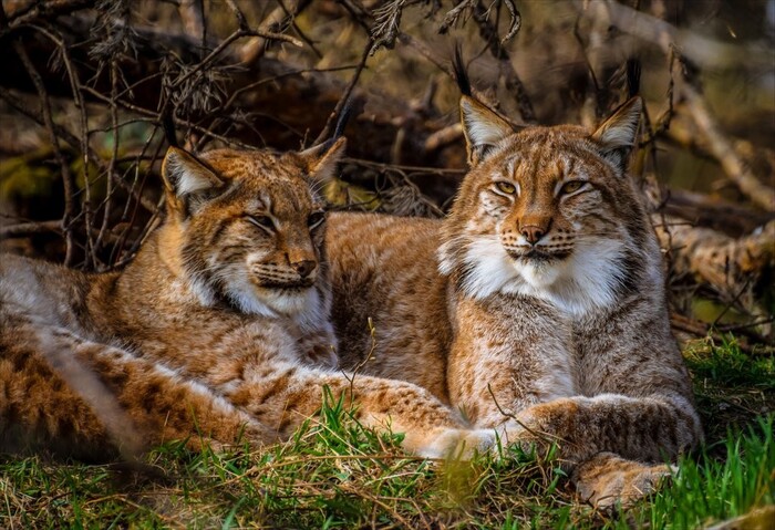 Парочка мурчалочка