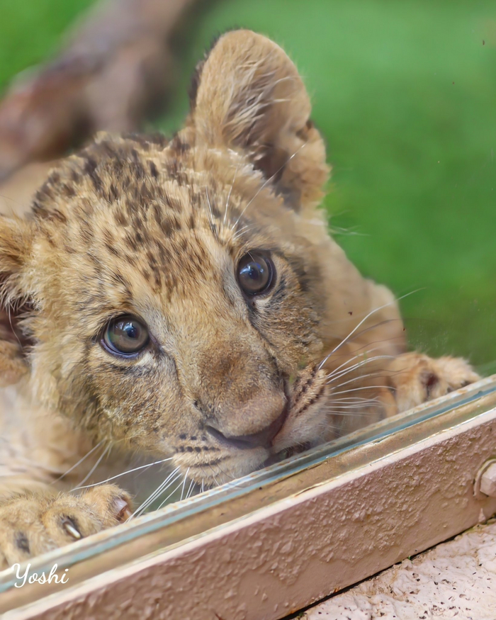 Кто-то хитрый и большой...