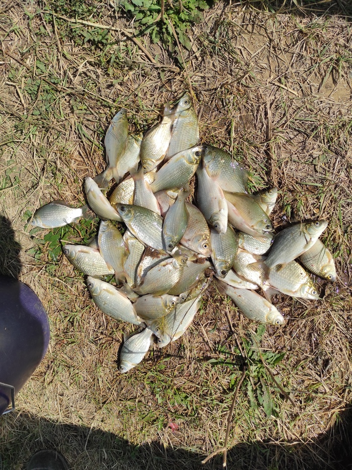 ������, ���� ���������