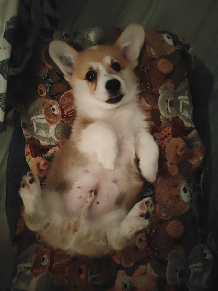 Корги)