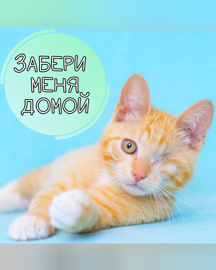 Котёнок, малыш инвалид ищет семью Без рейтинга, Котята, Приют для животных, Приют, Кот, Толстые котики, Длиннопост, В добрые руки