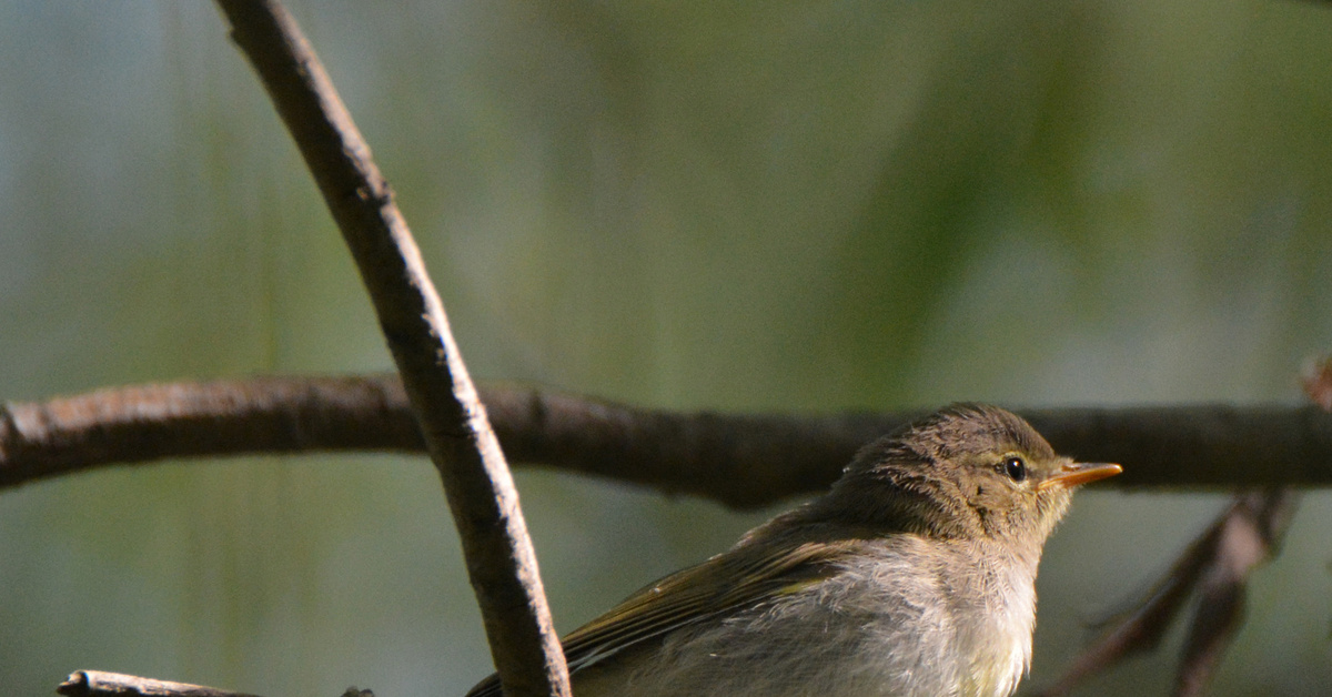 Пеночка-весничка | Пикабу