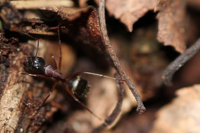      . Camponotus herculeanus.  1 ,  , , , , , , , , , 