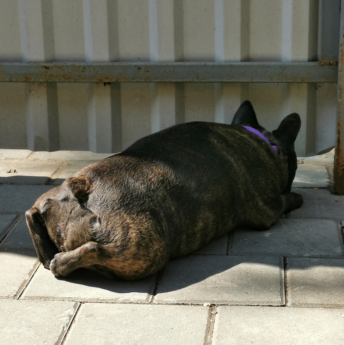 Сторожевая собачка Тоша