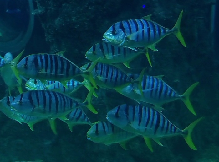      Gnathanodon speciosus , , , ,  ,  , ,  ,  , 