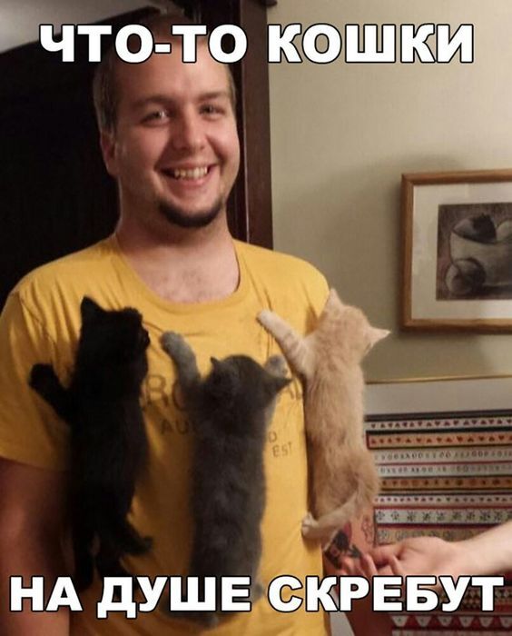 Когда жена притащила сразу трёх котят | Пикабу