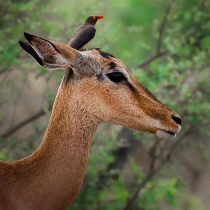 Головной убор