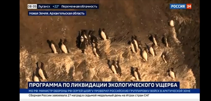 Орнитологи есть?