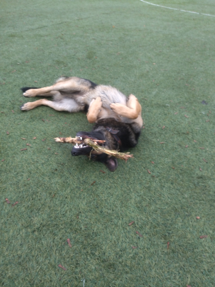 Собаководы ау!