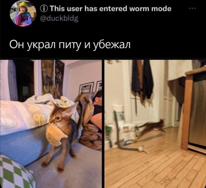  , , X (Twitter), , , , 