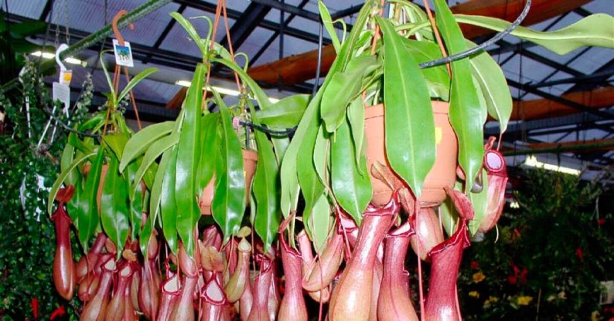 Комнатное растение Непентес (Nepenthes) | Пикабу