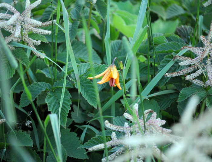 Затерявшийся