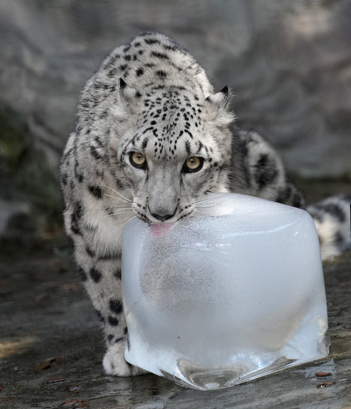 Нашёл подходящий кубик льда для моего воскресного коктейля