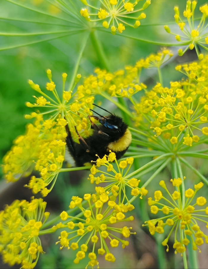 Шмели | Пикабу