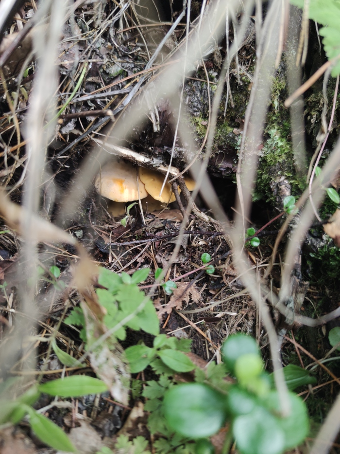 Речка Мурино, окрестности Природа, Байкал, Грибы лисички, Видео, Вертикальное видео, Длиннопост