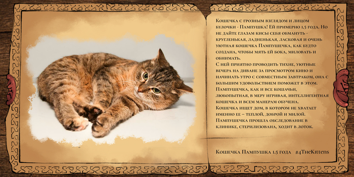 Пампушка, примерно полтора года.