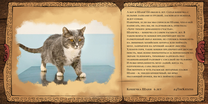 Шаня, примерно шесть лет.