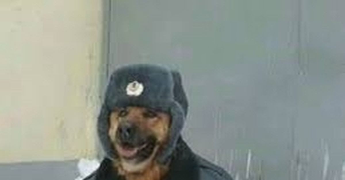 Ты ненавидишь мусоров. Собака Мем охрана. Собачка в полицейской форме. Пес в милицейской форме.