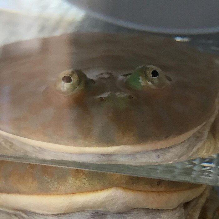 Это я просматриваю за своими чуваками в болоталке сообщества