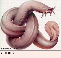 Круглый рот | Пикабу