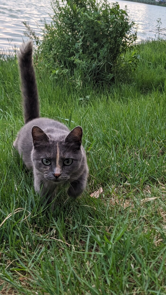 Фотаю котиков пока фотается | Пикабу