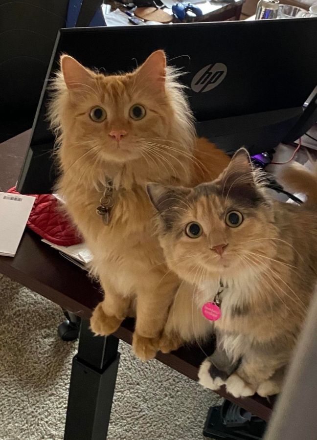 Двойная милота