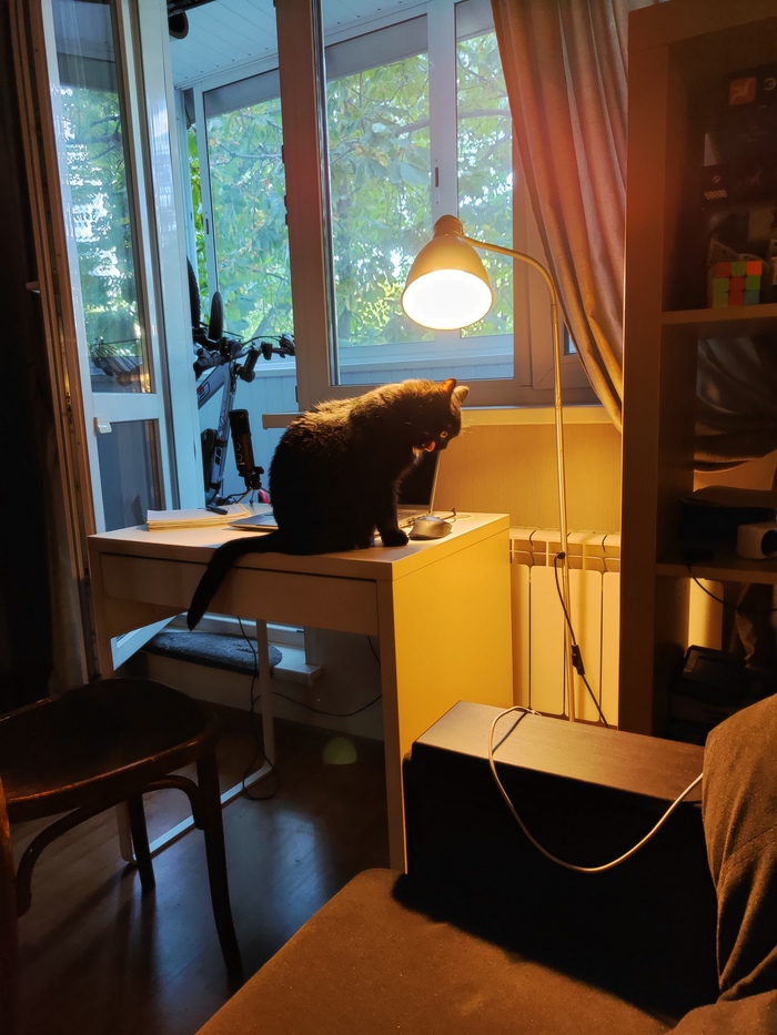 Кот жрт мышь