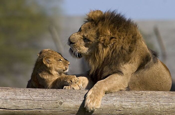 Про жизнь рассказывает сыну