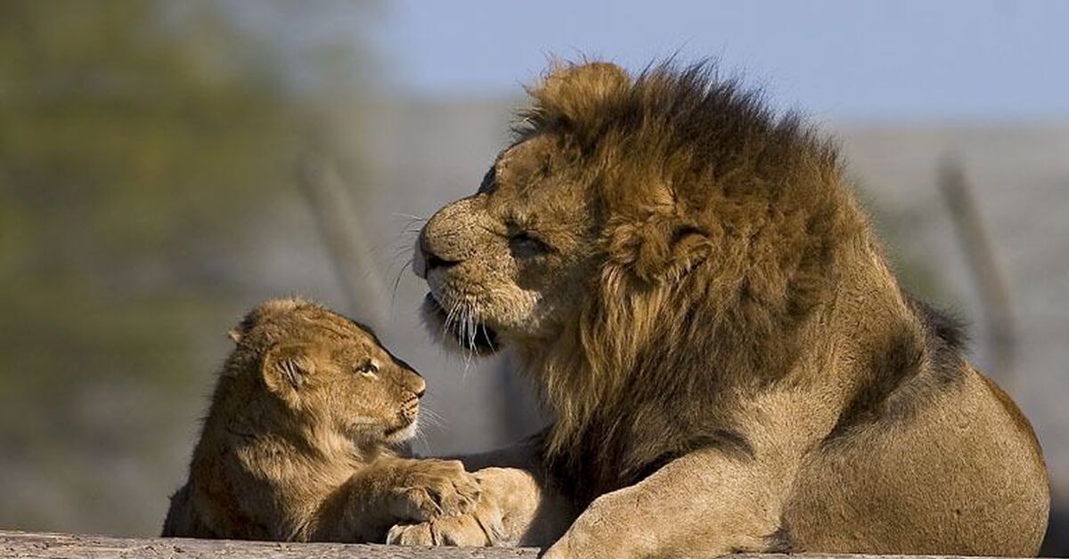Отец лев дочь лев. Лев и Львенок. Лев львица и Львенок. Папа Лев и Львенок. Львенок с мамой.