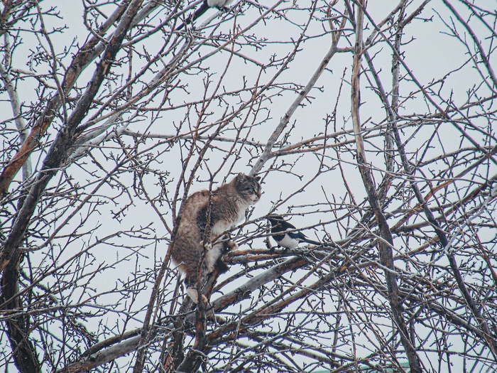 �������� �������