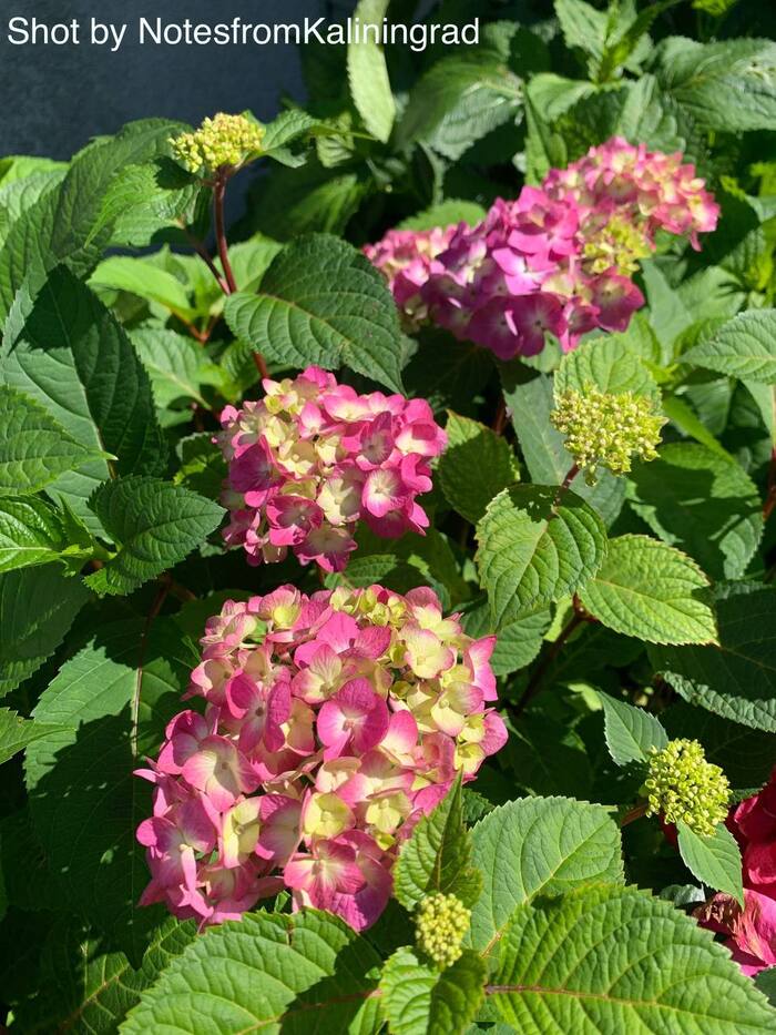 Гортензия Hydrangea | Пикабу