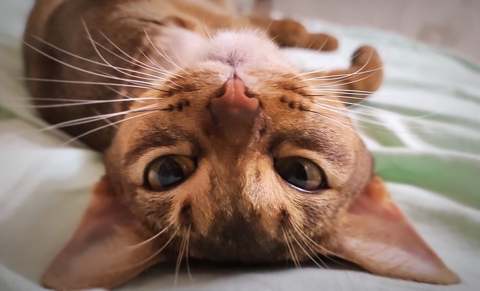 Ответ на пост «Бравый кот Тзинч (33)»